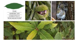 The American Chestnut Foundation