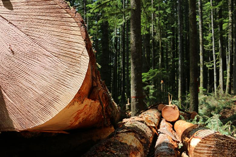 Bureau of Land Management to sell 1.57 million board feet in fire salvage sale