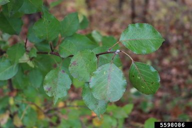 University research team develops invasive tree-tracking system