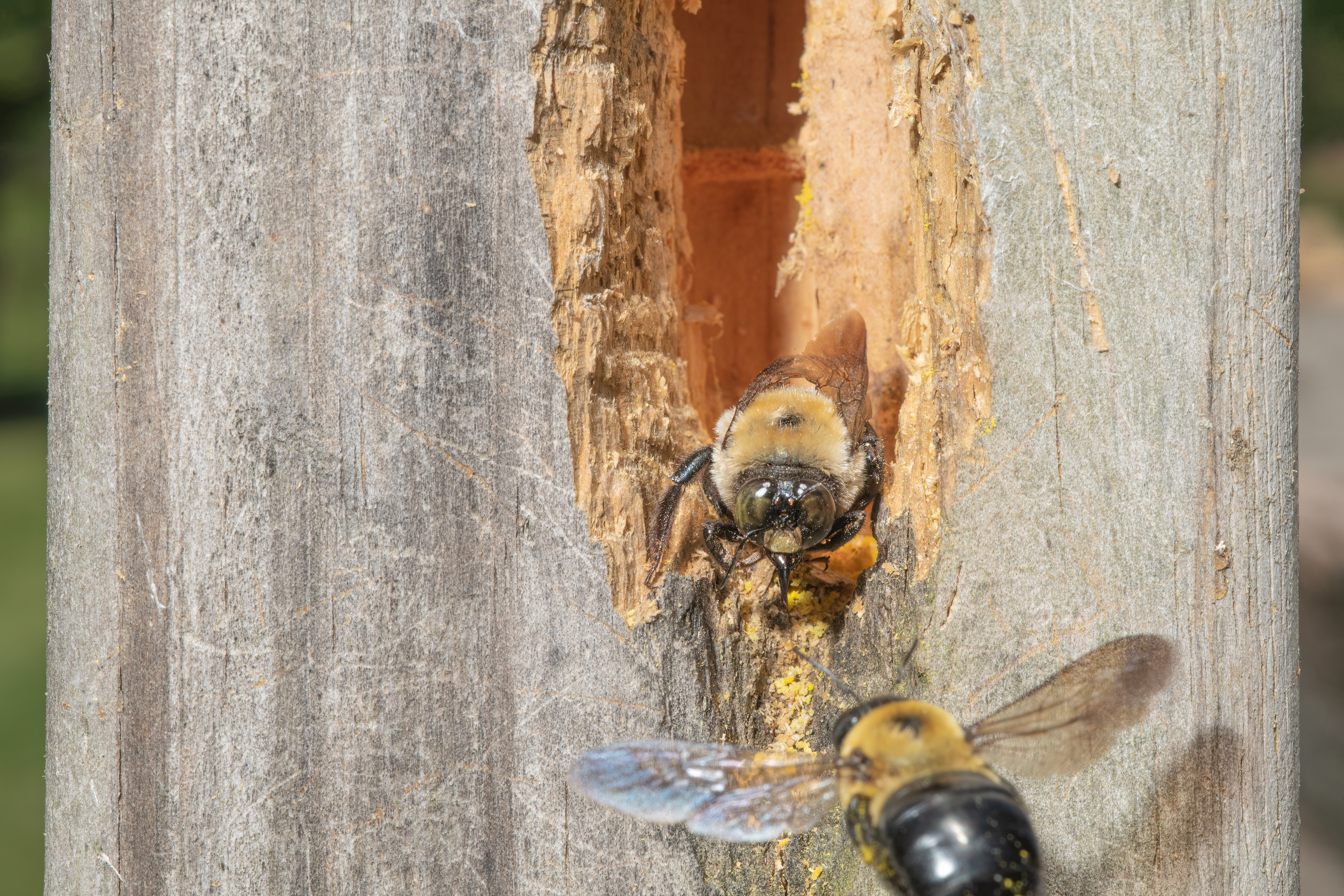 Carpenter bees