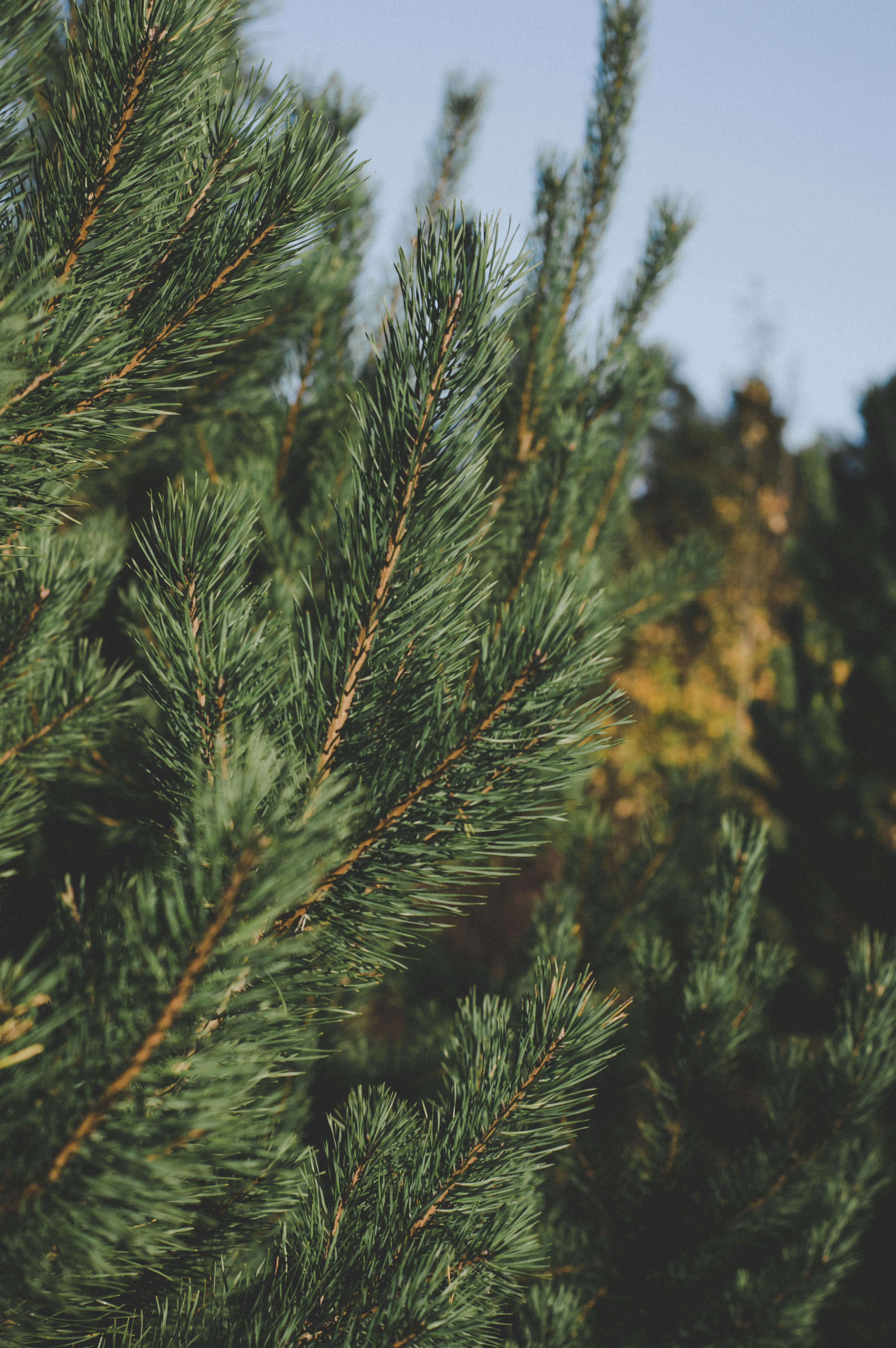 Finnish researchers uncover gold-forming tree microbes