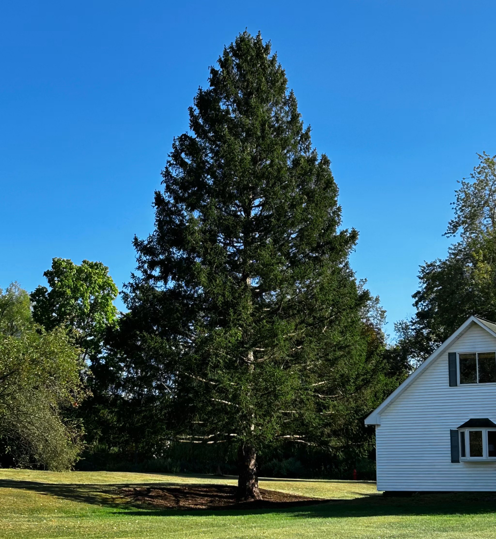 Rockefeller Christmas tree chosen, 75-year-old 11-ton Norway spruce