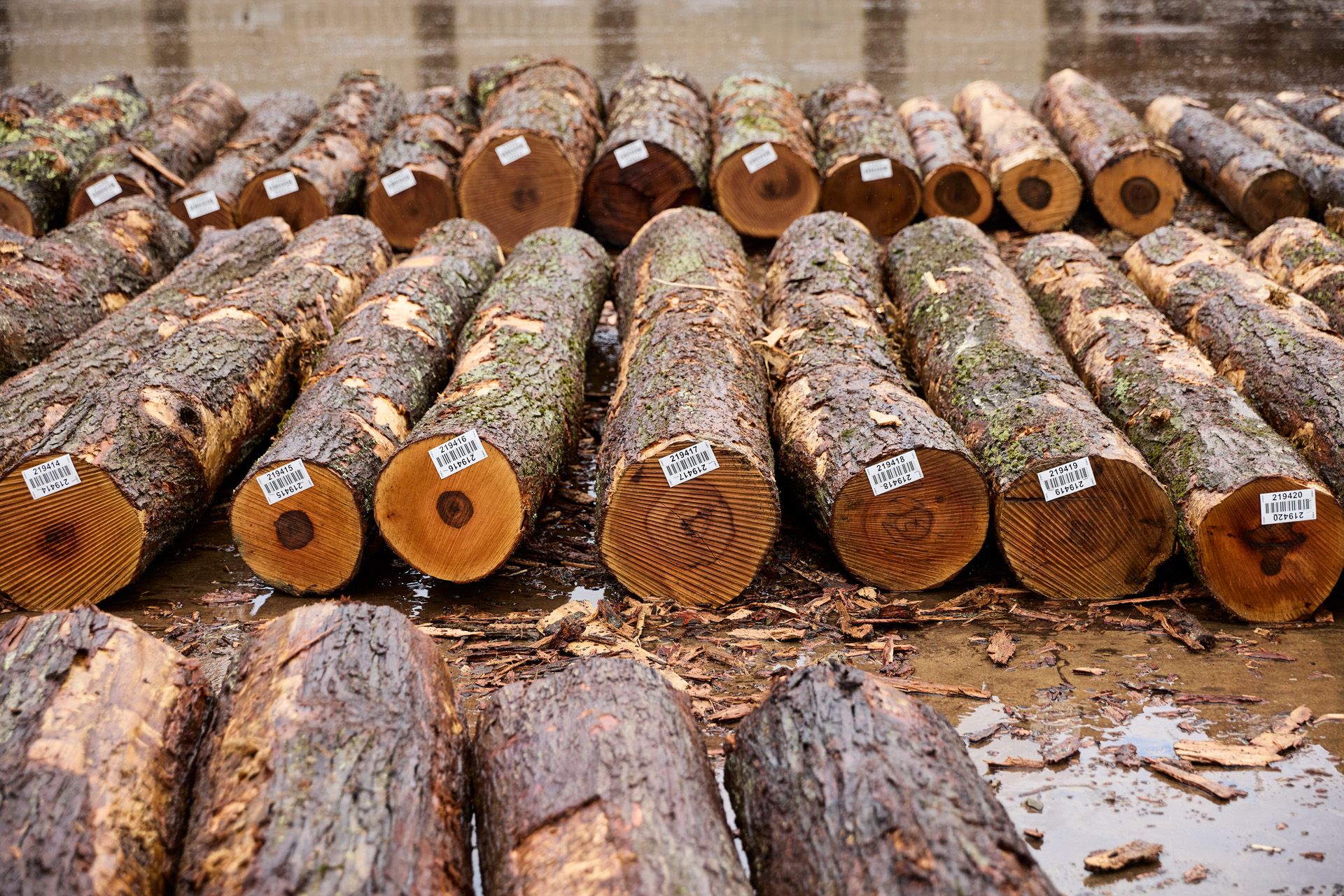 New program validates legality of American hardwoods