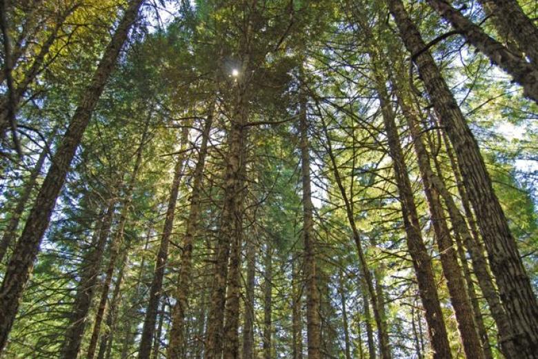 BLM opens public comments on western Oregon timber plan