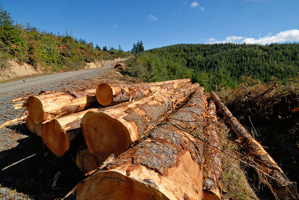 Strong American Wood Act proposes broad changes for U.S. wood industry ...
