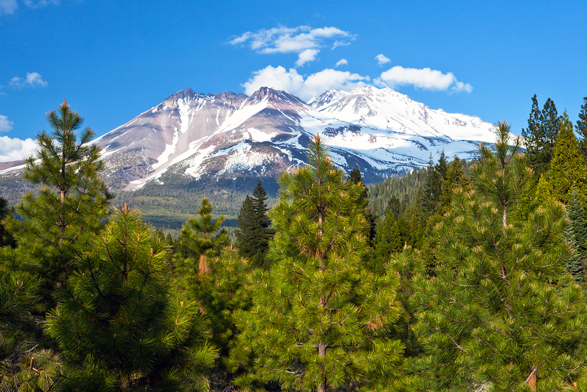 Sustainable Forestry Initiative announces Climate Smart committees in U.S., Canada