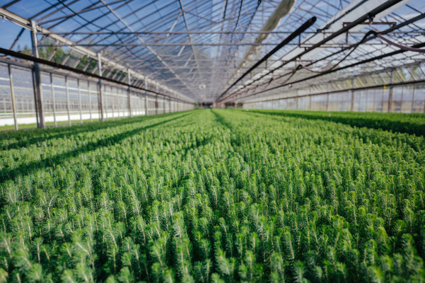 Canfor J.D. Little Forest Centre nursery