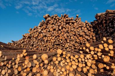 B.C. wood