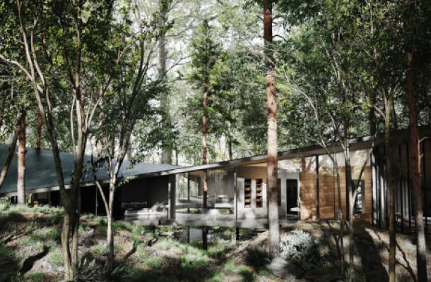 Japanese Forest Within