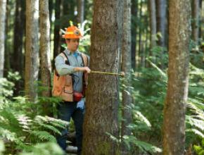 Hampton Lumber worker