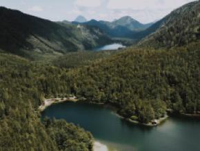 IKEA forest by pexels-lilartsy