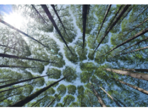 Tree canopy - American Loggers
