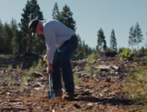 Sierra Pacific plants 300 millionth seedling