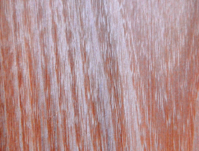 Black locust