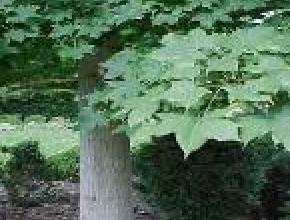 Acer Truncatum.jpg