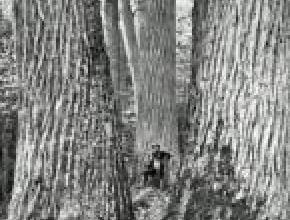 Reviving the American Forest with the American Chestnut