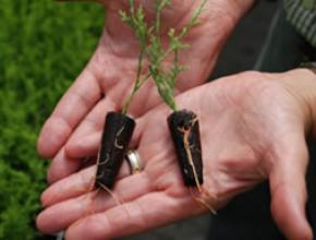Loblolly Pine Gets Bioengineered Makeover for Biofuel