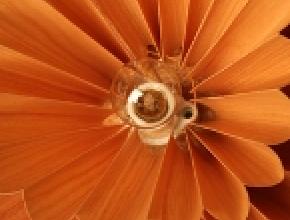 Tennage-Veneer-Light145.jpg