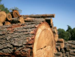 Manitoba-Forestry.jpg