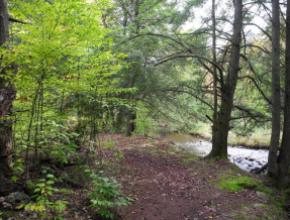 hardwood_forest-70.jpg