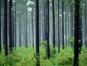 ikea-forest.jpg