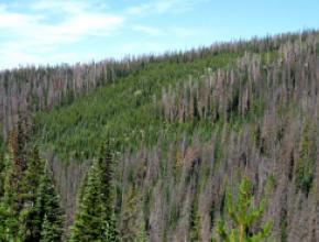 medicine-bow-forest-dead-trees.jpg