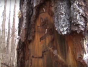 southern-pine-beetle-damage.JPG