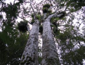 stock-kauri-trees.jpg