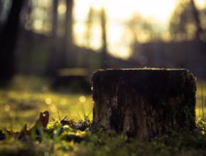 tree-stump-dead.jpg