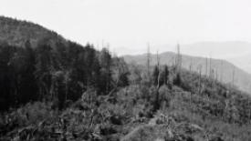 American chestnut blight