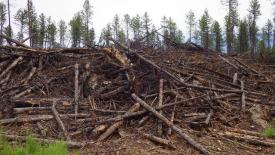 Forest waste