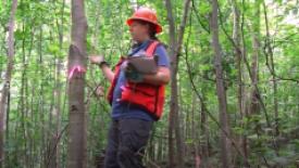 American chestnut restoration project