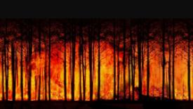 Forest fire