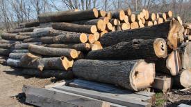 Kentucky logging scene