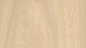 American elm