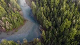 British Columbia Old Growth Forests