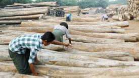 Myanmar Teak