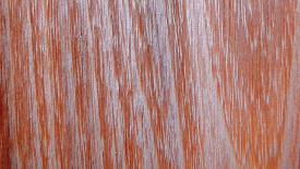 Wood Explorer Black Locust