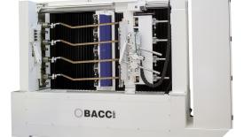 Bacci