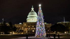 U.S. Capitol Christmas Tree