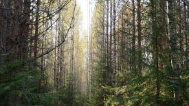 FSC stops certifying Russian forests