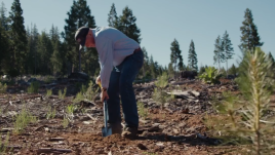 Sierra Pacific plants 300 millionth seedling