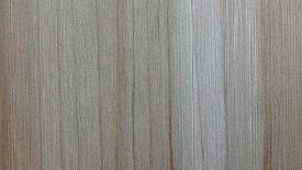 Northern white cedar