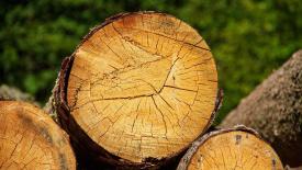 Spearfish South Dakota urban wood utilization program