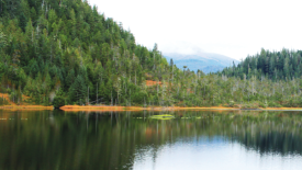 Shelter Cove Tongass National Forest Alaska