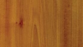 Yellow Poplar