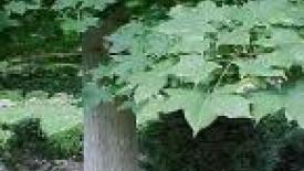 Acer Truncatum.jpg