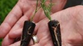Loblolly Pine Gets Bioengineered Makeover for Biofuel