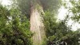 Archangel-Ancient-Tree-Archive145.jpg