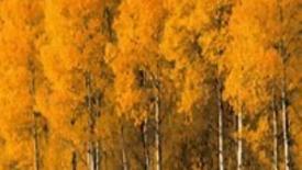 Aspen Trees Threatened by Hot Droughts